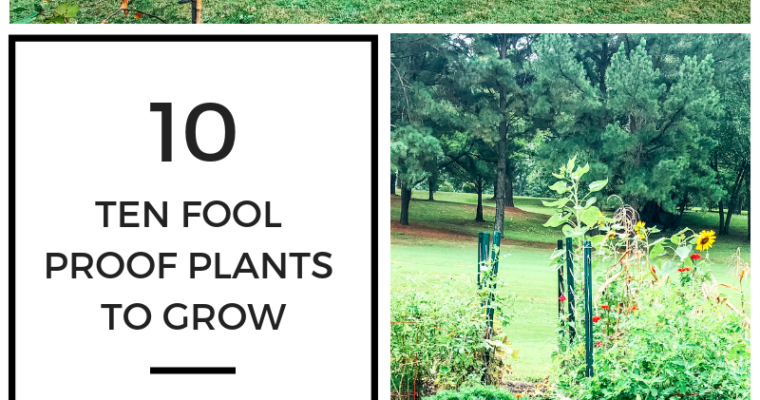 Top Ten | Easy Plants to Grow