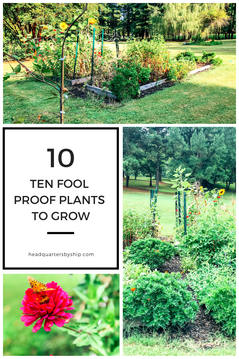 Top Ten | Easy Plants to Grow